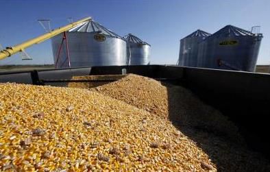 Grain Maize Storage